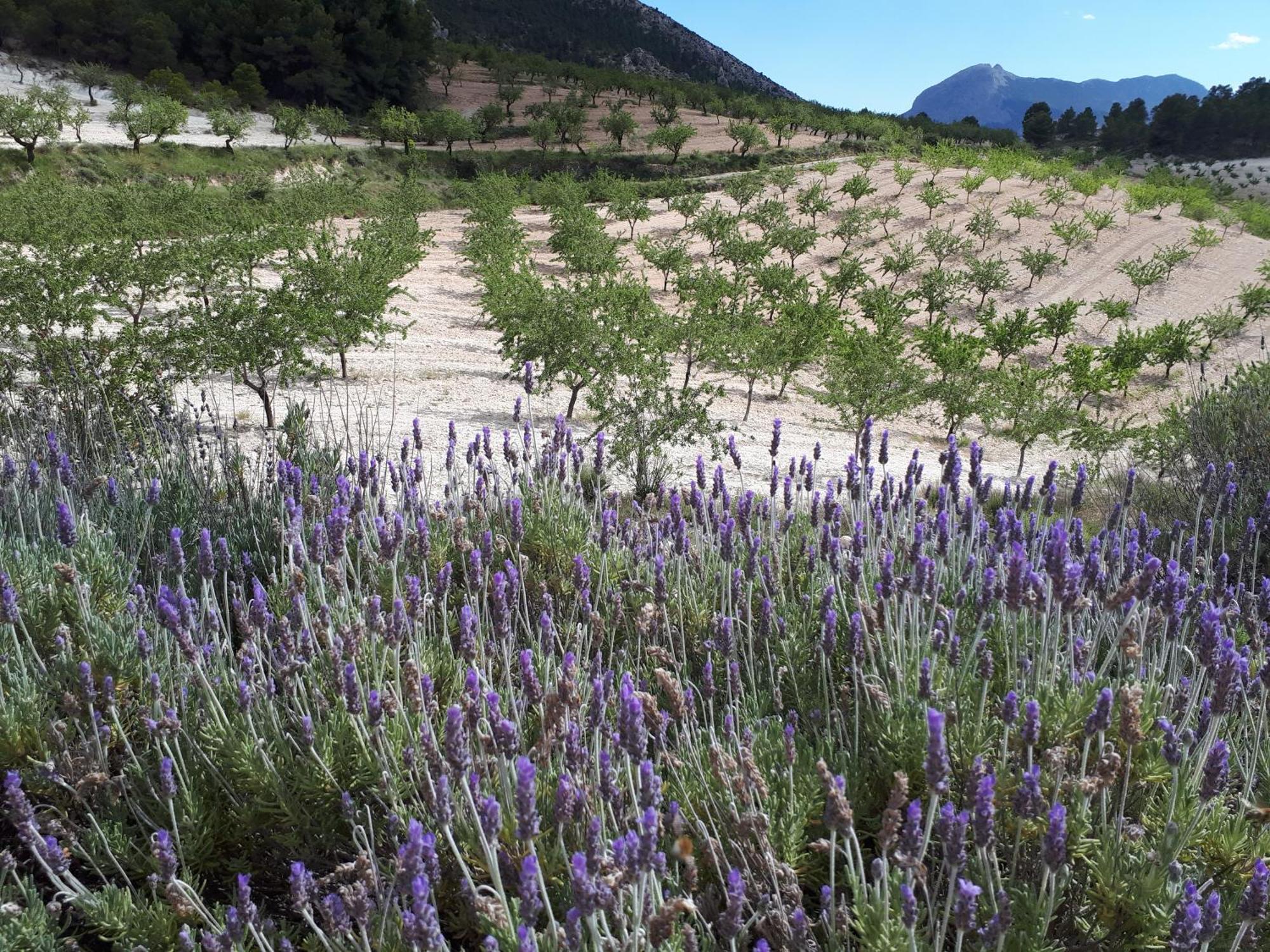 贝莱斯布兰科Cortijo Blanco公寓 外观 照片
